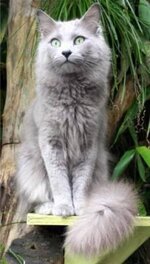 Nebelung-cat-Aleksandr-van-Song-de-Chine.JPG