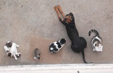 Εικόνα 006.jpg