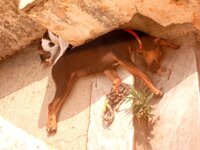 Εικόνα 513.jpg