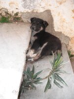 Εικόνα 035.jpg