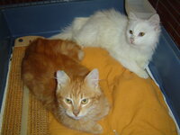 kittens 019.JPG kittens 019.JPG