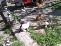 Panorama 18.03.2010.jpg