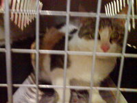 Steirosi 18.03-2.jpg