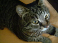 Airport injured cat 001.JPG