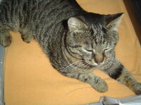 Airport injured cat 003.JPG