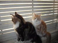 g3 26 3 2010 030.JPG