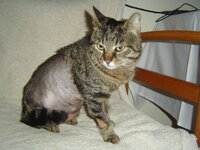 Just after his operation 003.JPG