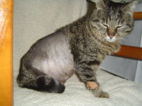 Just after his operation 004.JPG