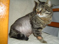 Just after his operation 005.JPG