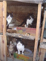 cats in cages 001.JPG