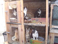 cats in cages 002.JPG