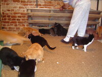 Cats free in the room 004.JPG