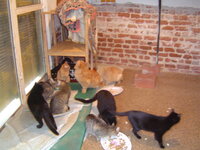 Cats free in the room 009.JPG