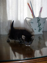 1 cat psipsinel$.jpg