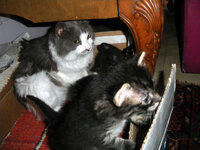 2 cats with grandmother___.jpg