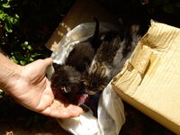 Copy of IMGP0887.JPG