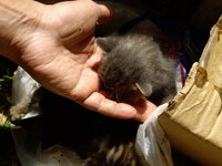 Copy of IMGP0888.JPG