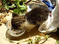 Copy of IMGP0890.JPG