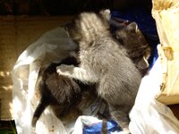 Copy of IMGP0891.JPG