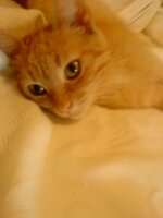 Χρυση λιμνη.JPG