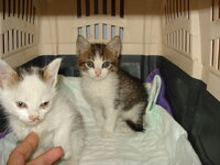 γατουλινια 1.jpg