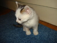 γατουλινια 2.jpg