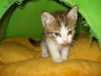 γατουλινια 3.jpg