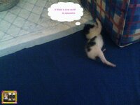 στορυ αχν1.jpg