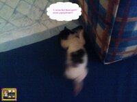 στορυ αχν2.jpg