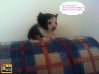 Στορυ πασπ1.jpg