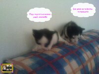 στορυ αχν3.jpg