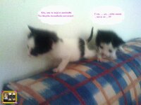 στορυ αχν4.jpg