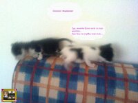 στορυ αχν5.jpg