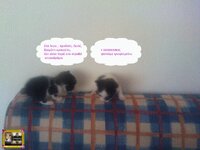 στορυ αχν6.jpg