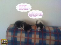 στορυ αχν7.jpg