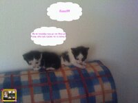 στορυ αχν8.jpg