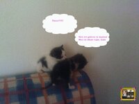 στορυ αχν10.jpg