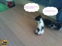 στορυ αχν11.jpg