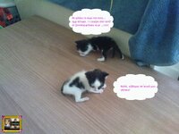 στορυ αχν12.jpg