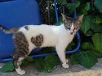 Νινο το ροκαμπιλακι.JPG