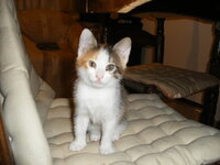 NO NAME GIA YIOTHESIA FOR ADUPTION.JPG