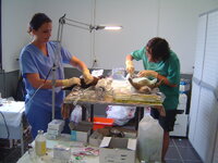 Neutering programme with Dona and Catalina 006.JPG
