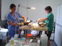 Neutering programme with Dona and Catalina 007.JPG