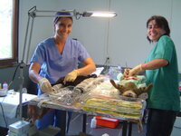 Neutering programme with Dona and Catalina 010.JPG