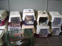 Neutering programme with Dona and Catalina 013.JPG