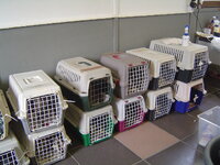 Neutering programme with Dona and Catalina 015.JPG