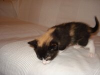 Βάγια_ DSC02641.JPG