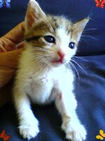 Φιλοξενακι πουπης.jpg