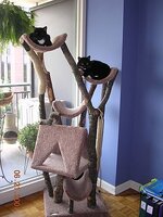 cat-tree_Full.jpg