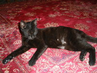 MAVROYLIS GIA YIOTHESIA FOR ADUPTION.JPG